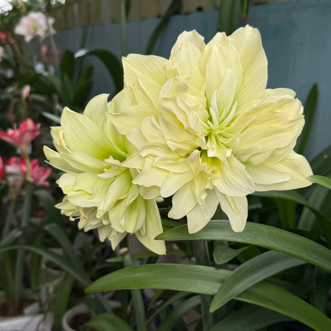 朱顶红小苗【 荷兰新品皇冠 0.5-1厘米左右 1粒】收到黄叶自然现象