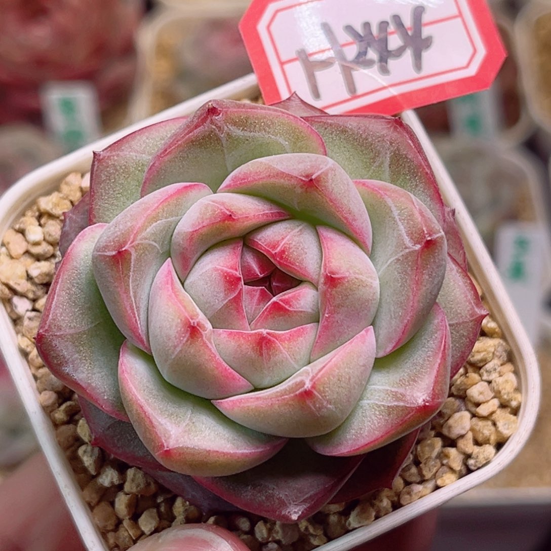 H244一物一拍 星之卡比