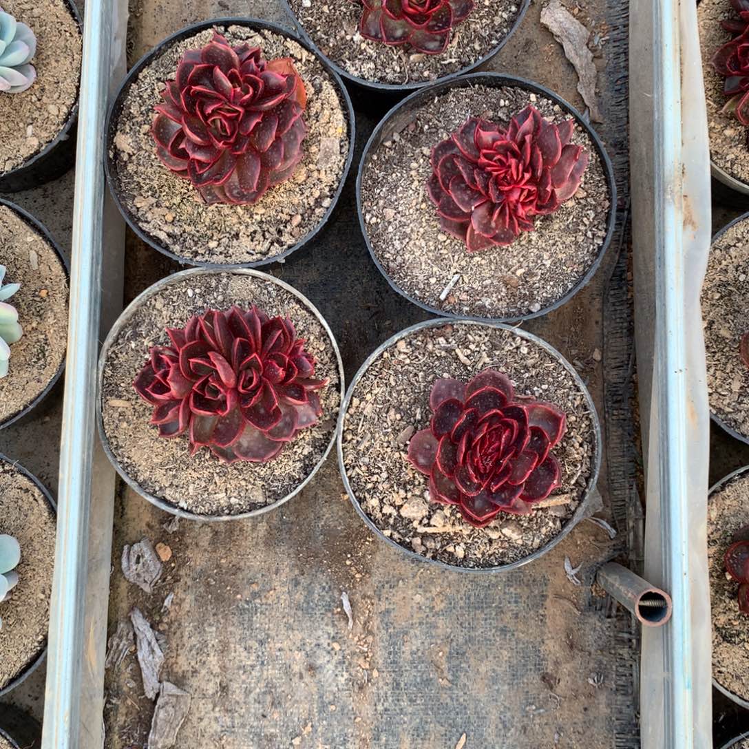 O***。红登组合多肉植物