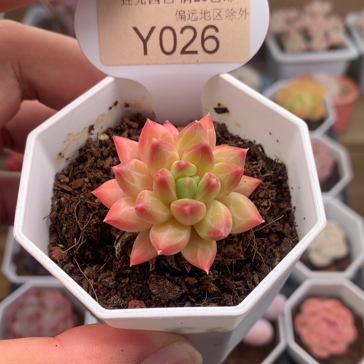 0026甲骨文3.5厘米