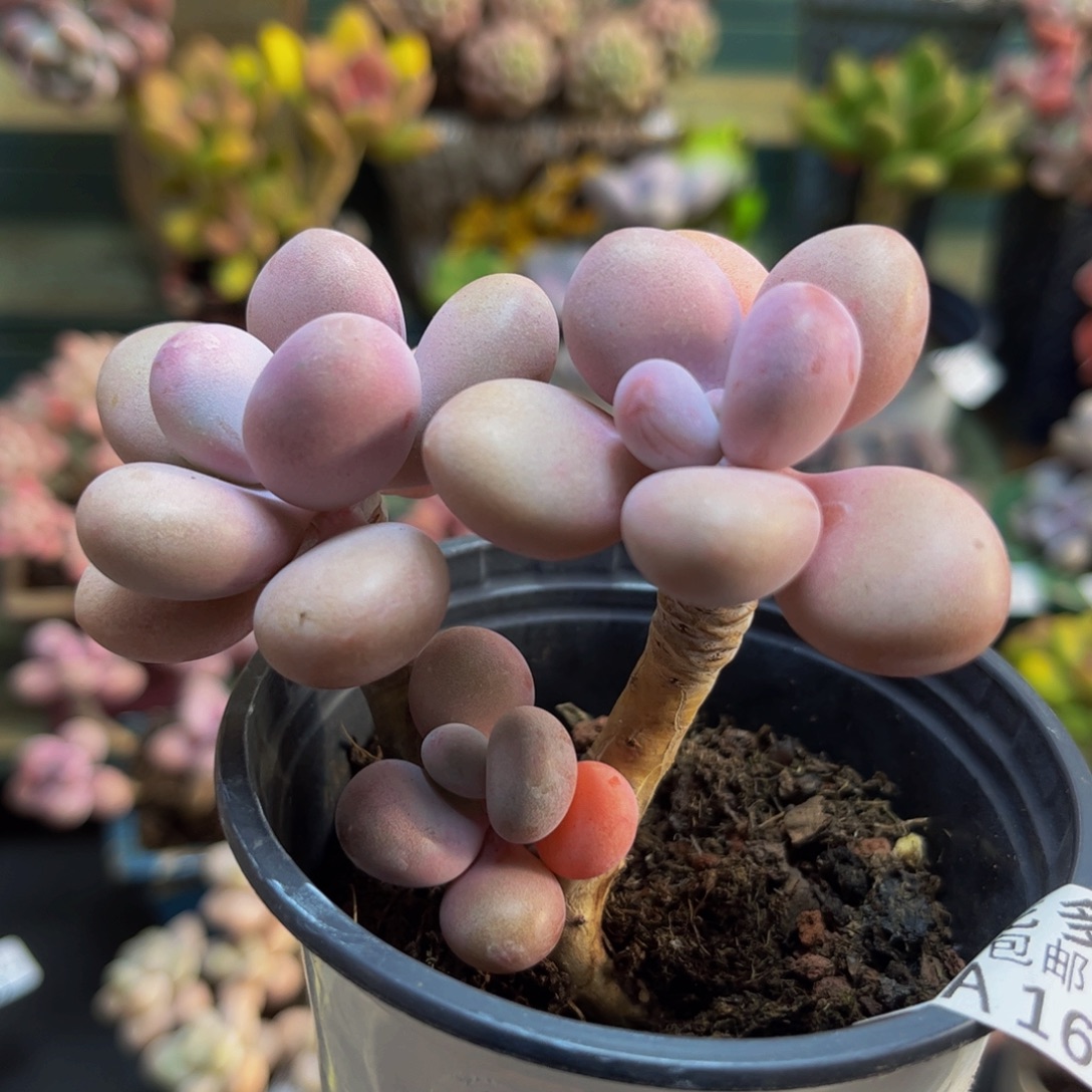 167糖果桃蛋8cm多肉