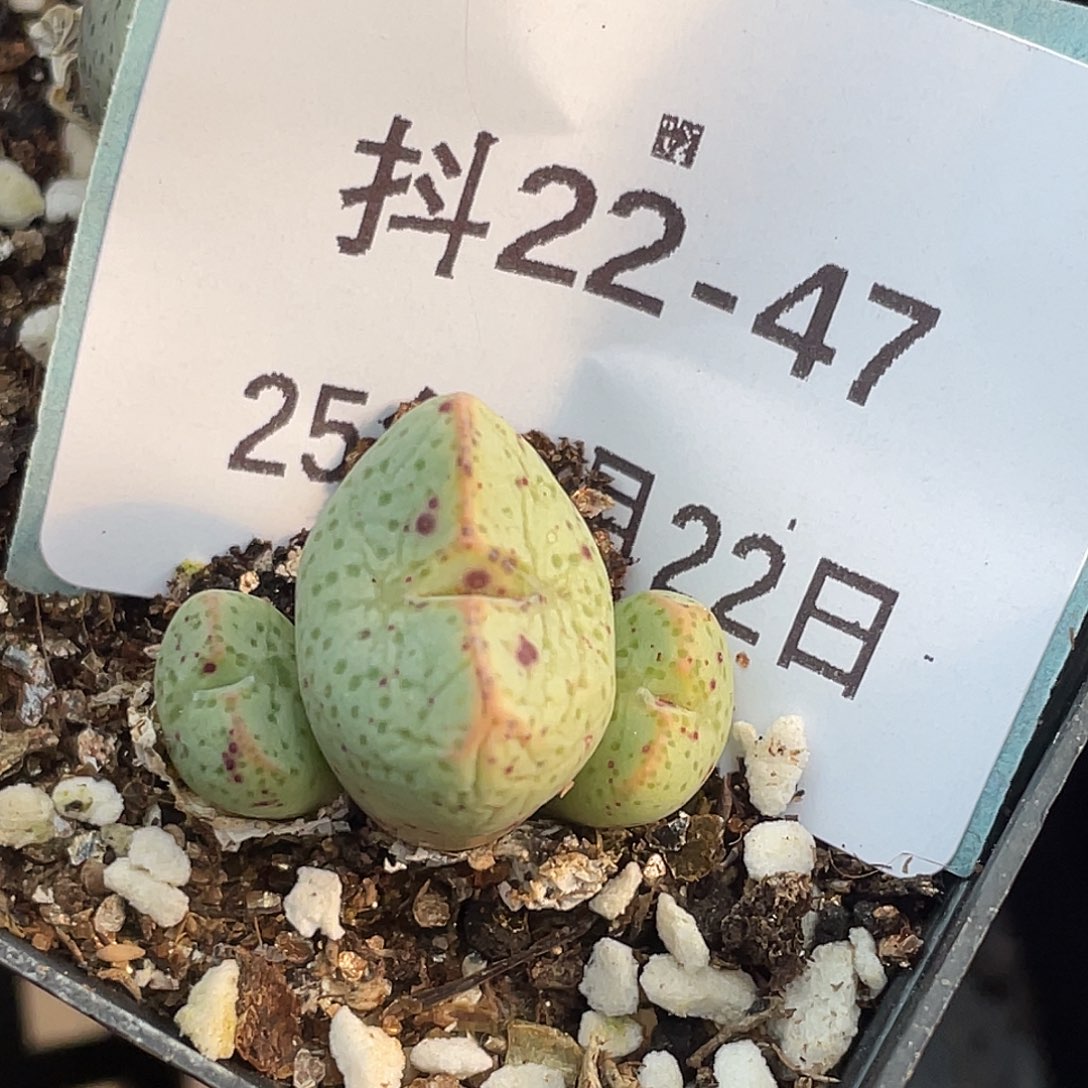 22-47紫式部多肉植物