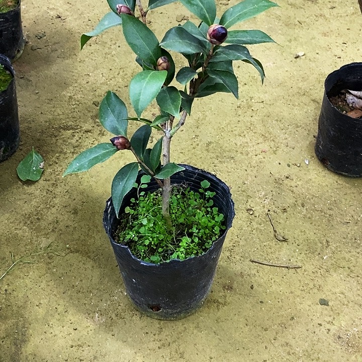 超墨茶花。 。   521。       