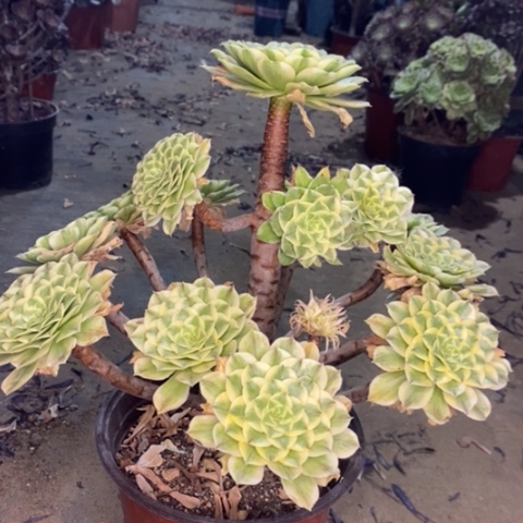 碧浪多肉植物065
