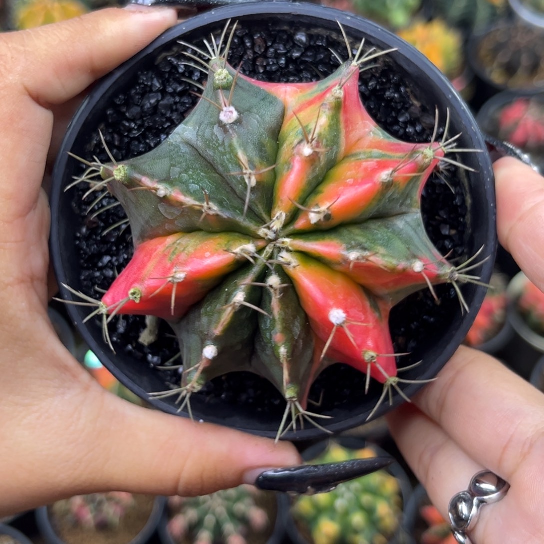 7.5cm大米哈 带盆土发货