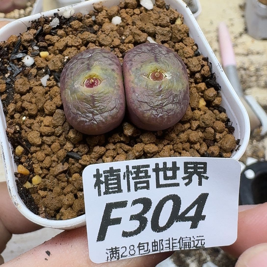 月***拉多肉植物的润泽fbn