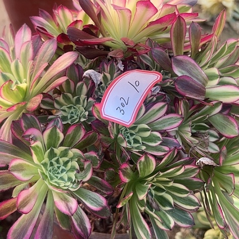 多肉植物天和302