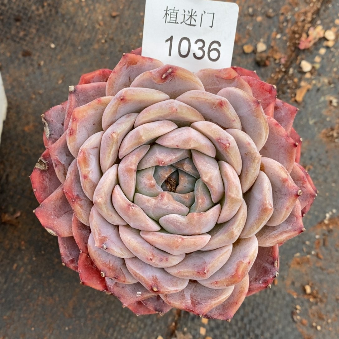 静*杂交精品多肉1036叶伤价