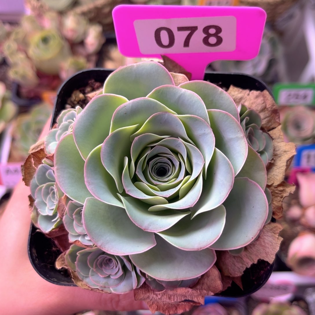 紫芙玫瑰群一物一拍078 裸根发