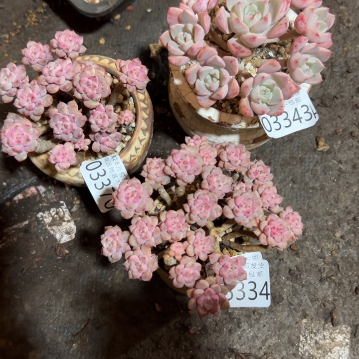 小****幸运的是盆的链接30元