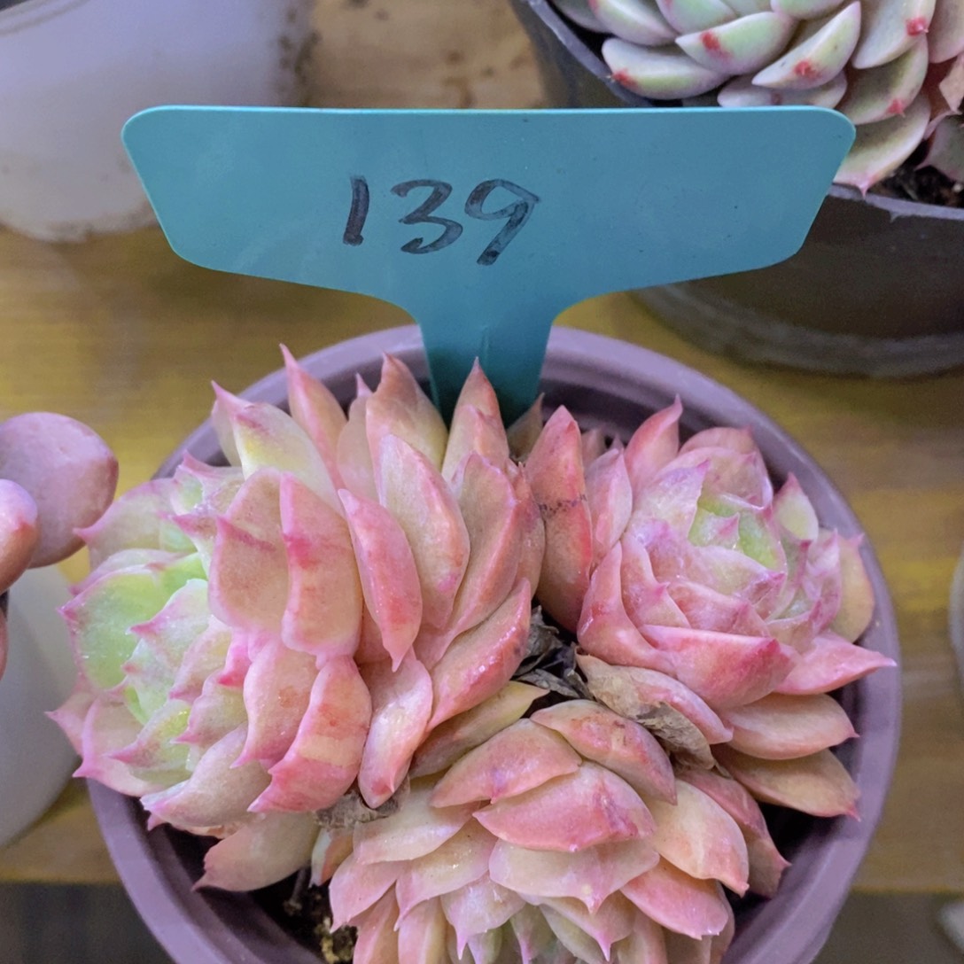 开心多肉，积木gay不做对比