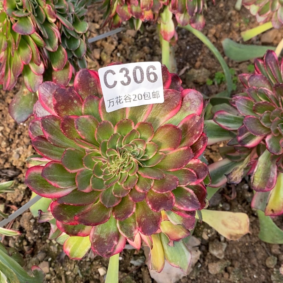306黑魔锦缀多肉植物嫁接
