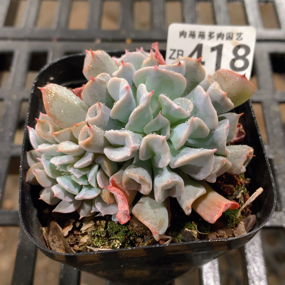 肉萌萌拇指盆精控多肉ZB418