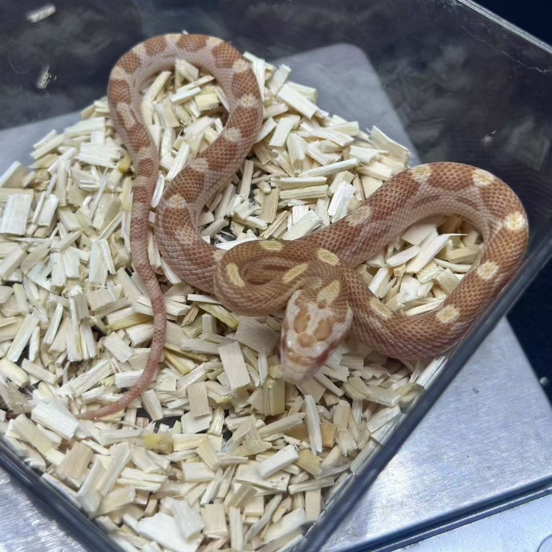 可上手包售后的牛油圈玉米玩具蛇