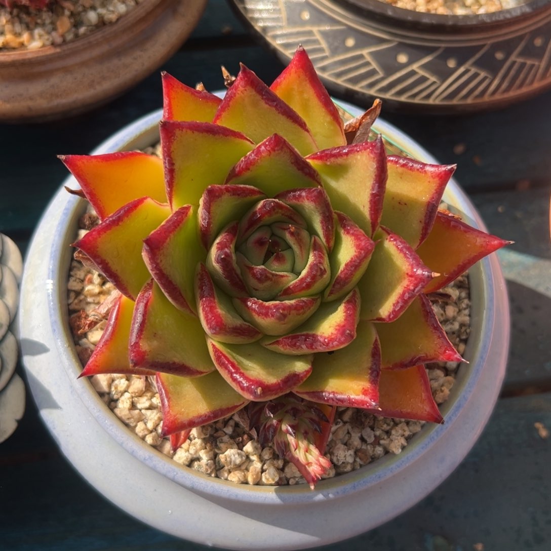 多肉一物一拍0225-1