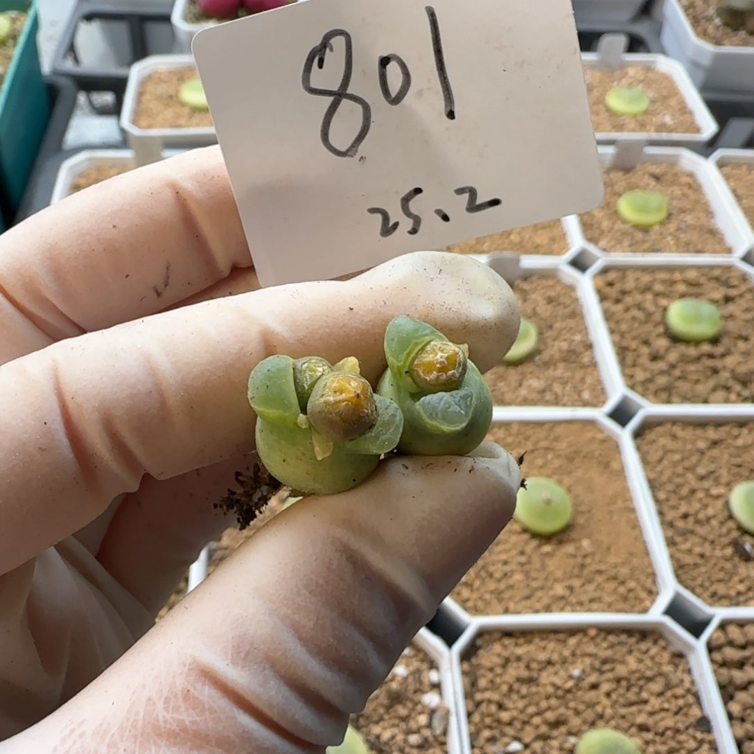 吉*多肉多肉多肉2025-80吉祥