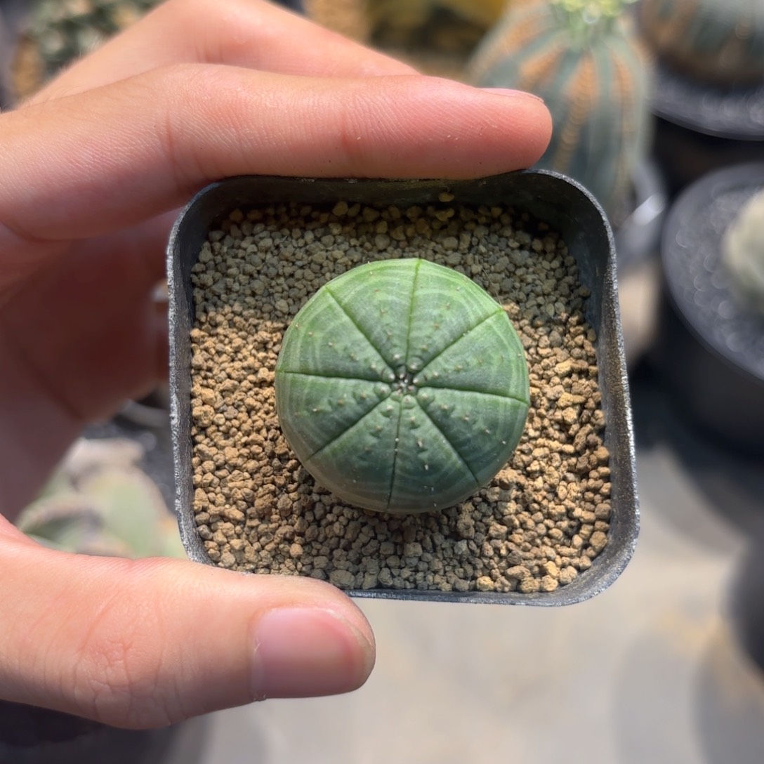 当前无花朵，栽培后可花朵布纹球