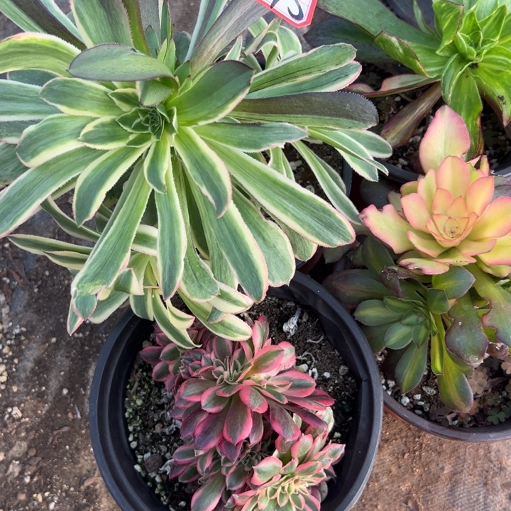 多肉植物1145不售后