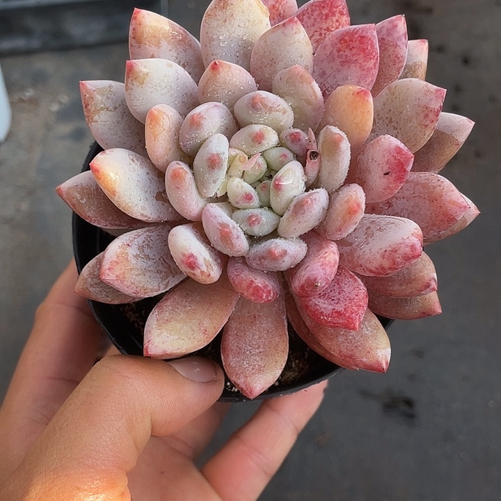 安***安优惠优惠半夏多肉