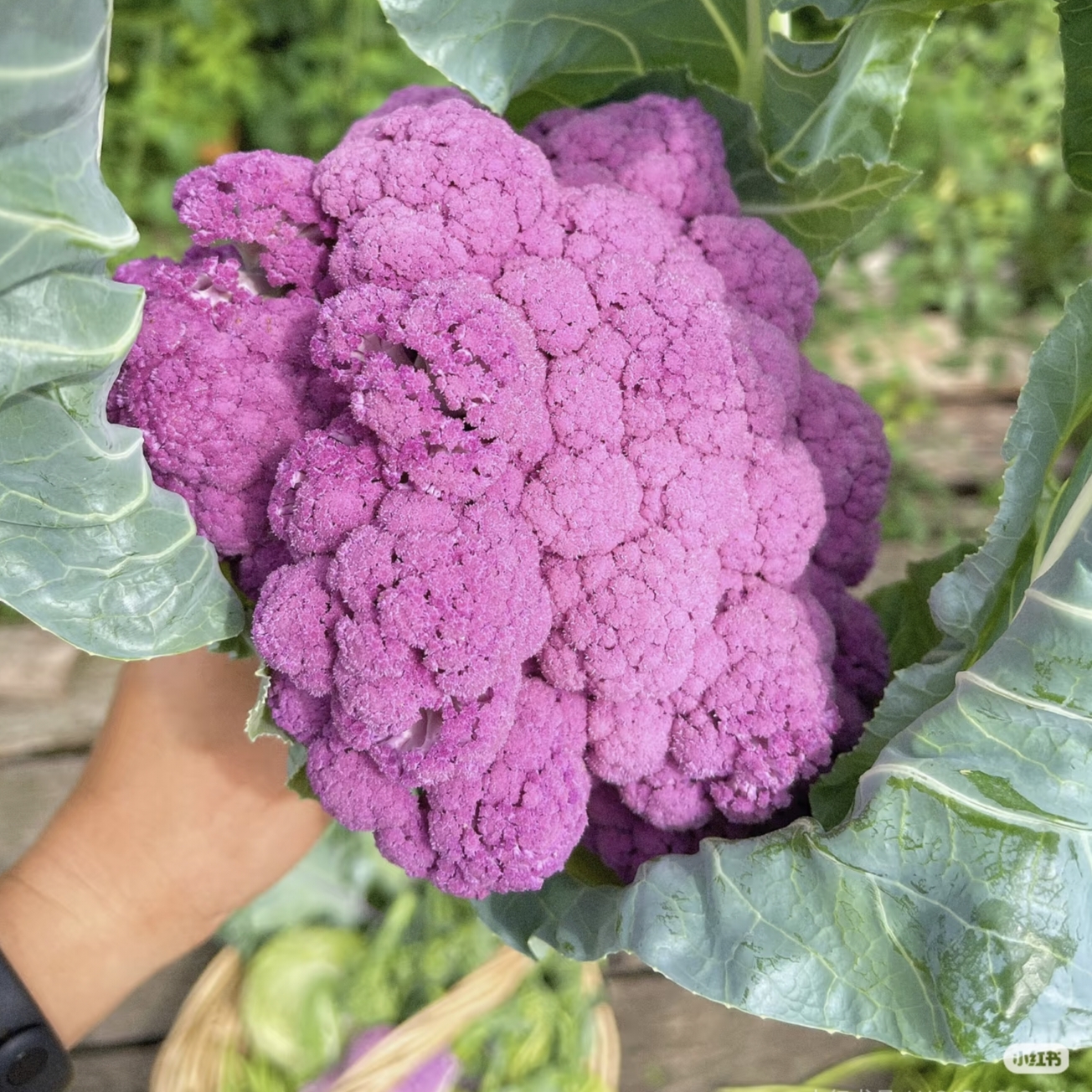 紫花菜耐寒花菜苗宝塔花菜苗适合庭院阳台种植盆栽地栽四季有机
