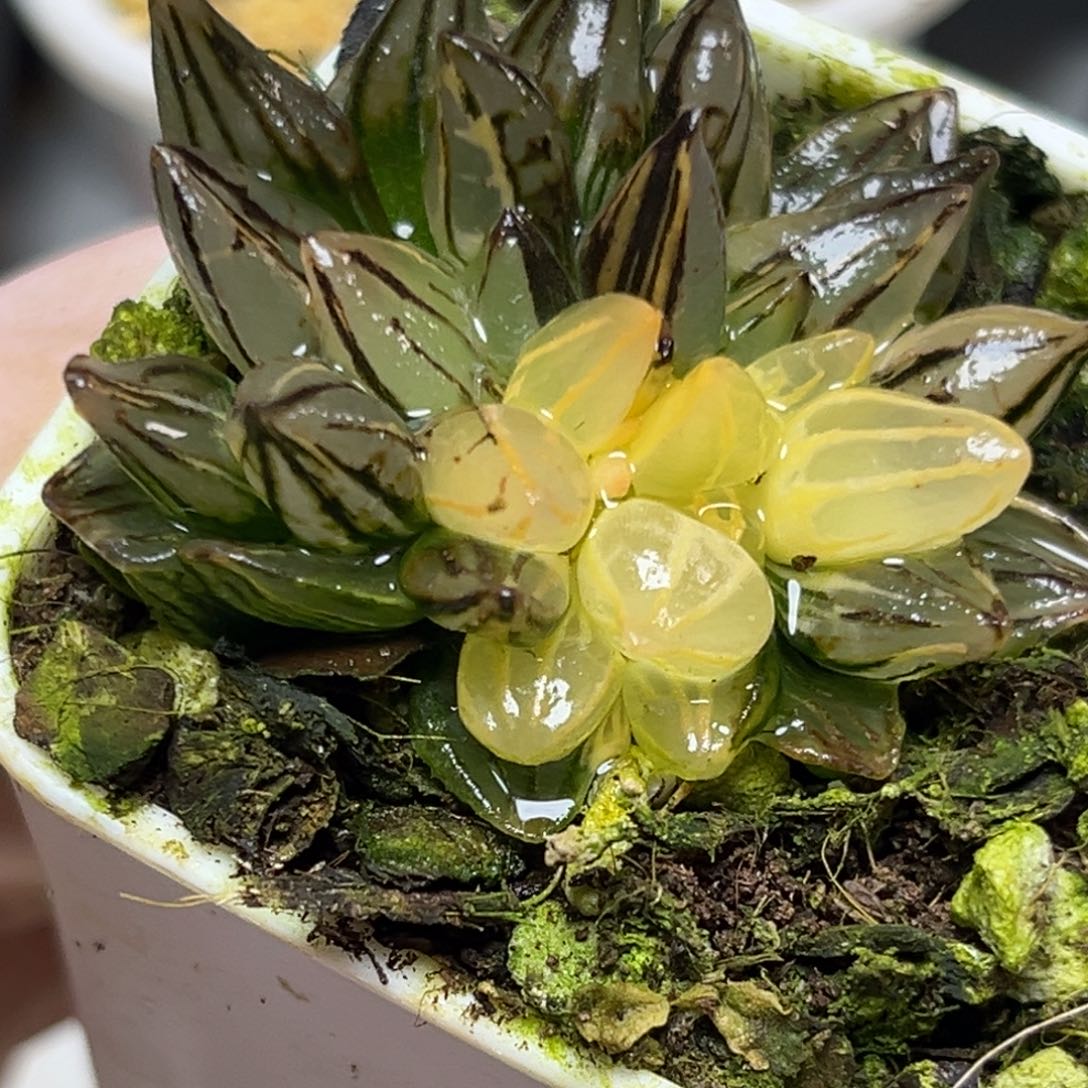 十二卷多肉植物1943西瓜
