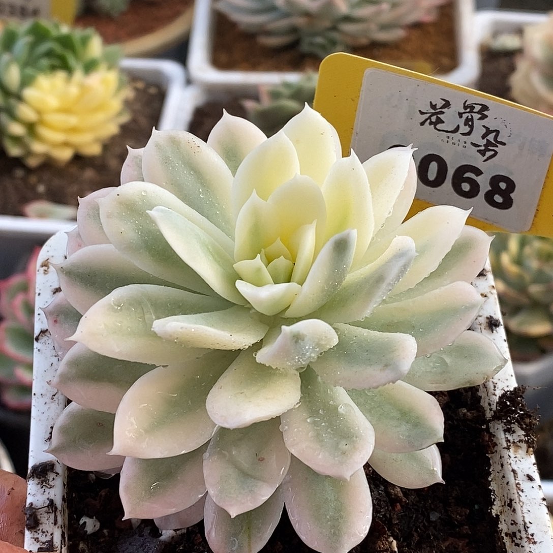 068哈哈哈哈哈哈哈哈哈