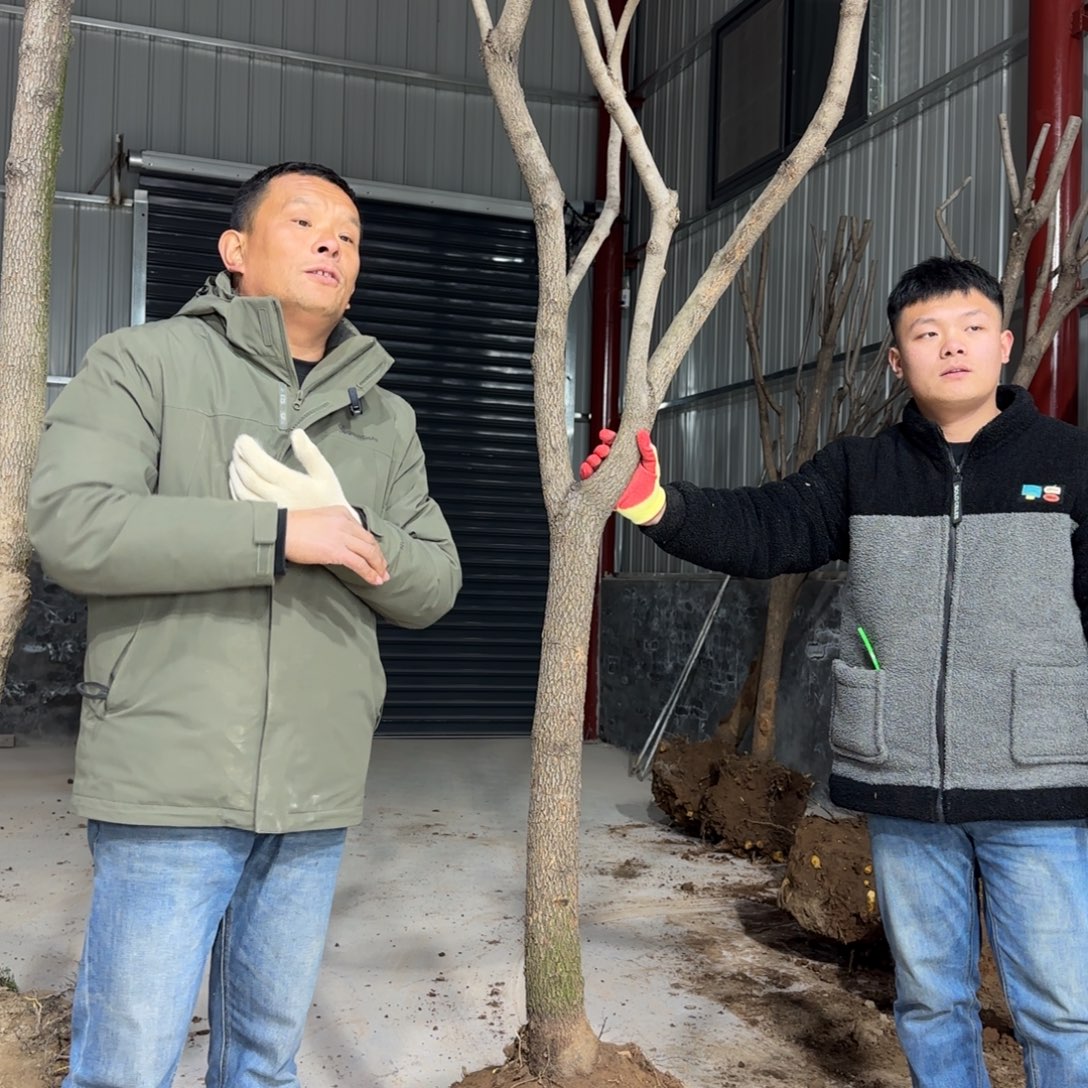 愈***痕无花朵柿子树111111