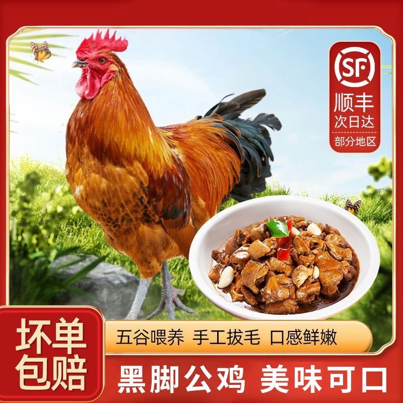 《2只公鸡》正宗农家散养1年大公鸡土鸡