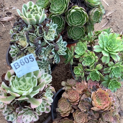 605五颗法师多肉植物