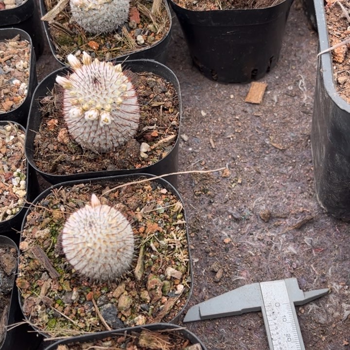 直刺佩雷好养皮实