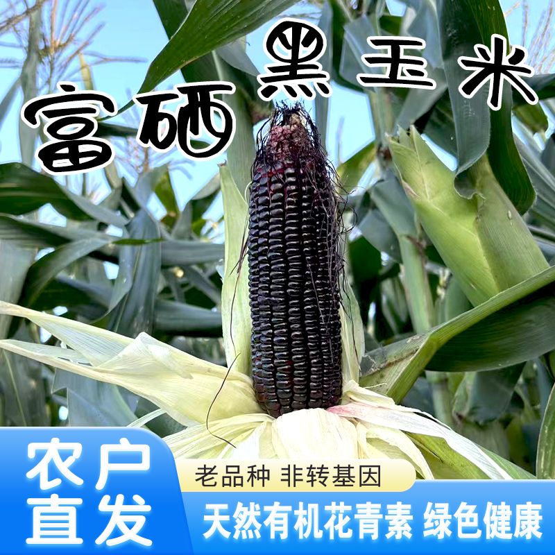 头茬新鲜现摘黑甜糯农副食品粗粮有机花青素富晒黑玉米产地直供