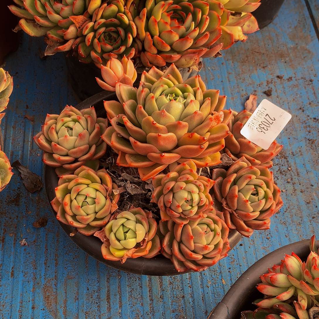 暮***雨   白玫瑰多肉27036