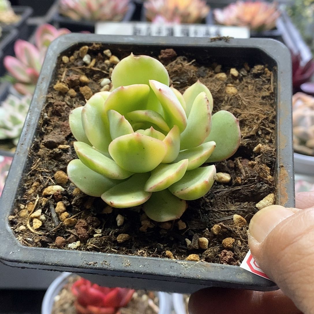 2181般若锦多肉植物