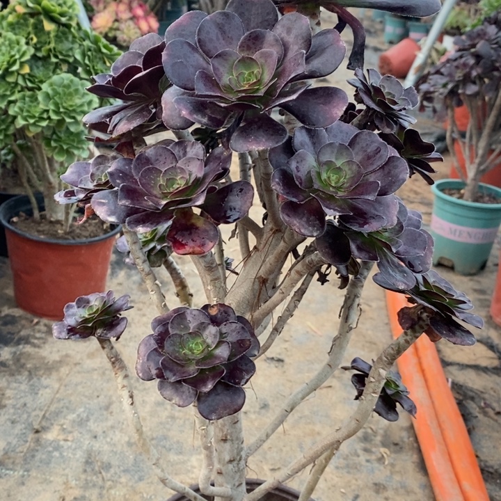 圆叶14多肉植物法师法师