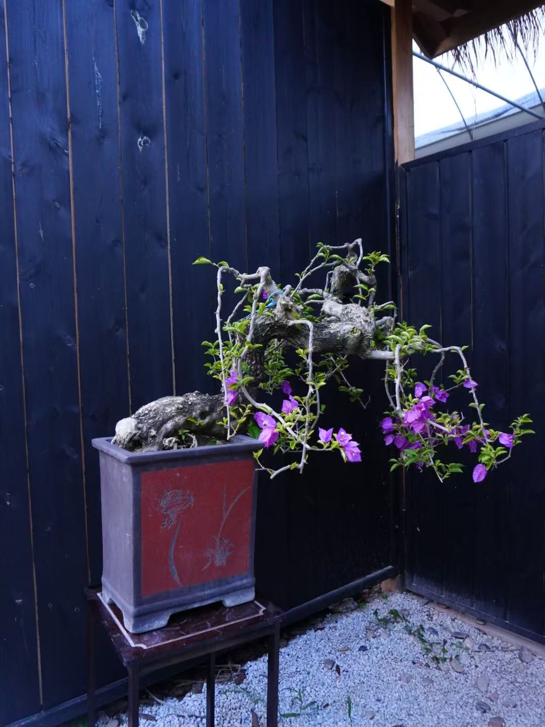 紫花三角梅 垂柳造型 盆景