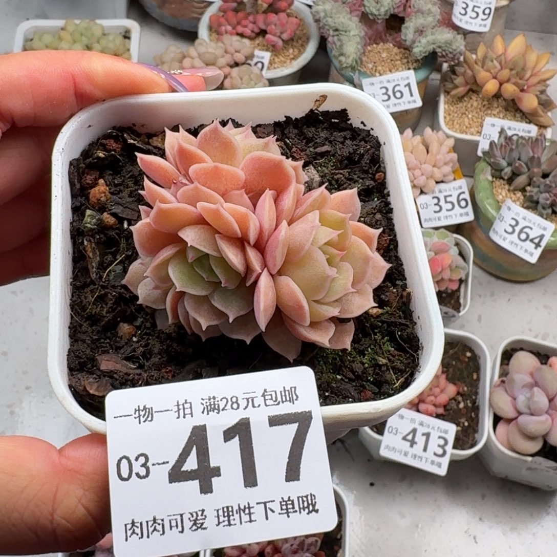 昂斯诺无盆土发货无