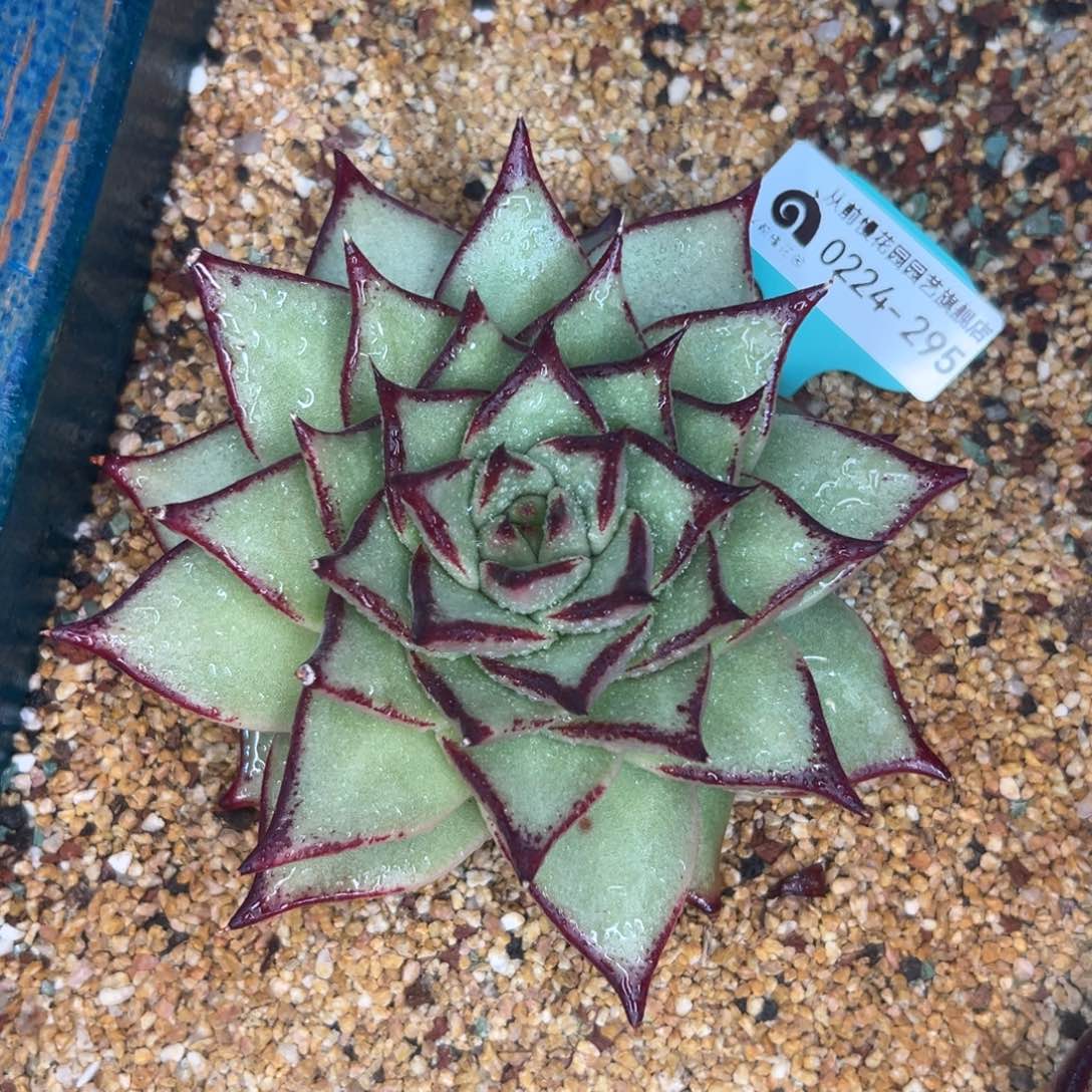 多肉一物一拍0224-295