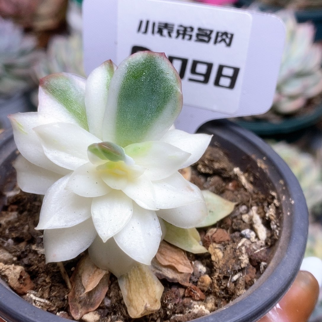 098蝴蝶仙子锦锦锦锦锦