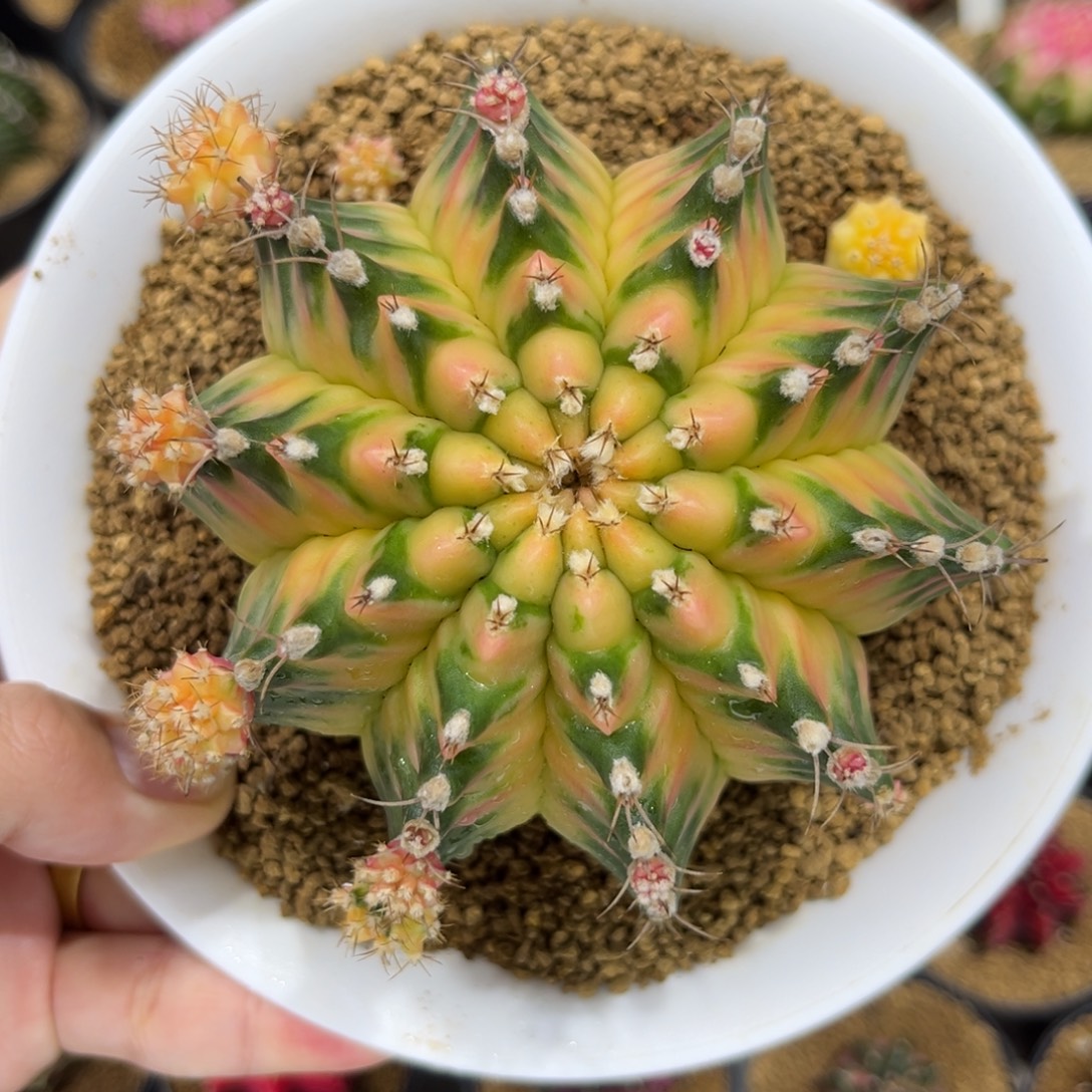 实生根全品大母本——侧芽388