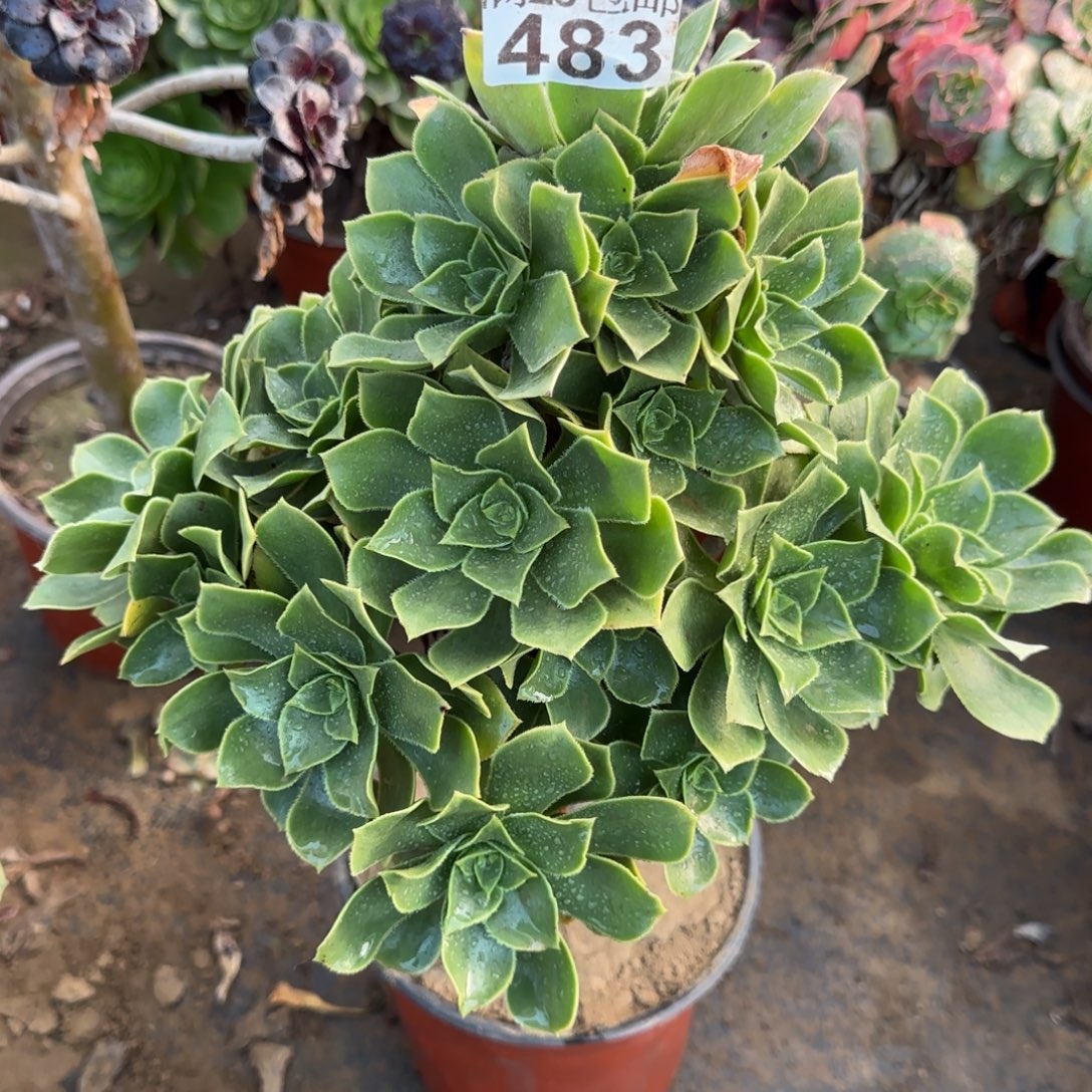 香腹483满20包邮断枝不包