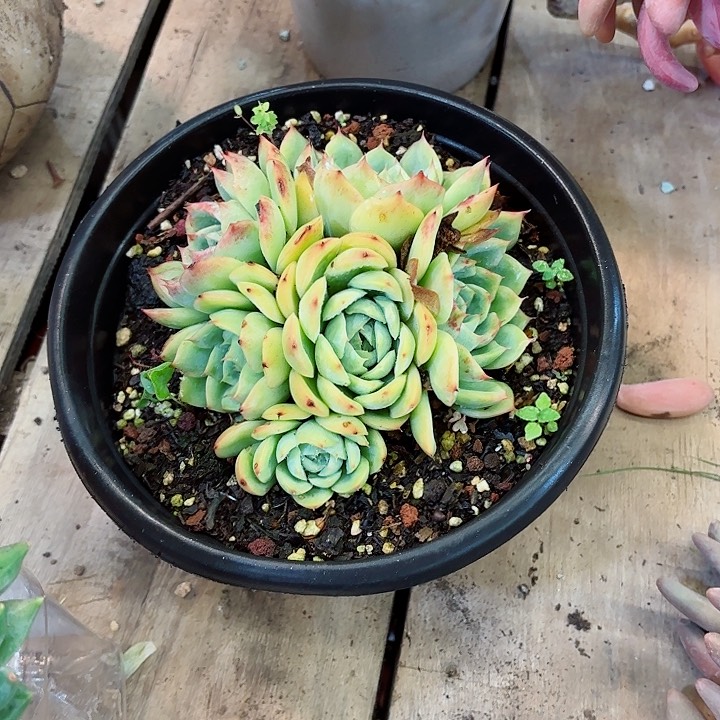 小***王法兰西玫瑰小群多肉