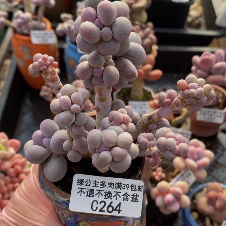 香水手指奶老桩264多肉植物