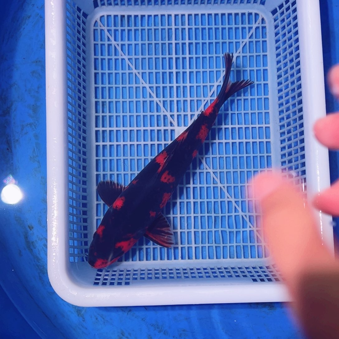 锦鲤锦鲤观赏鱼1111