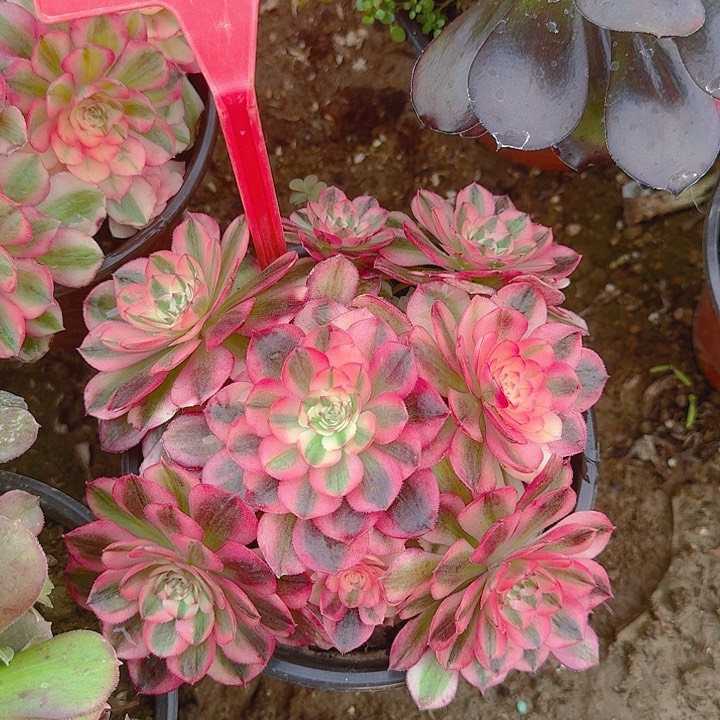 4-139倾城多肉法师