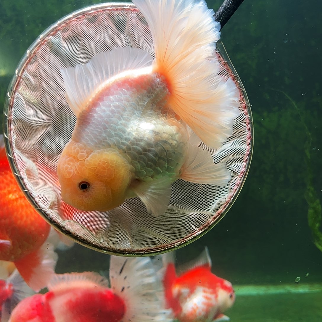 金鱼百褶泰狮冷水金鱼