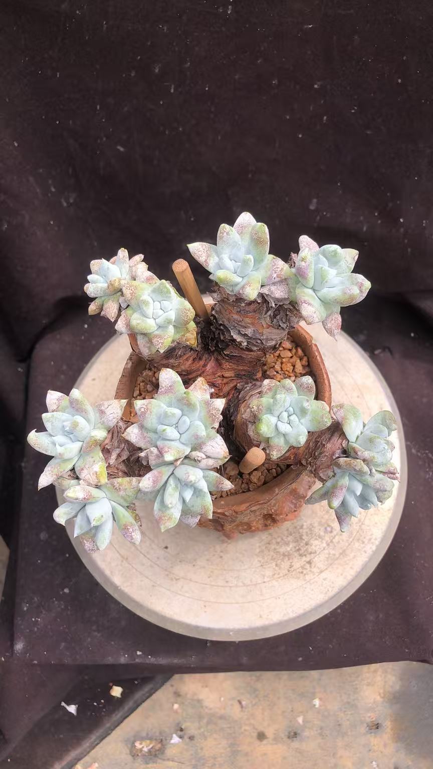 拇指苹果叶造型老桩精控 