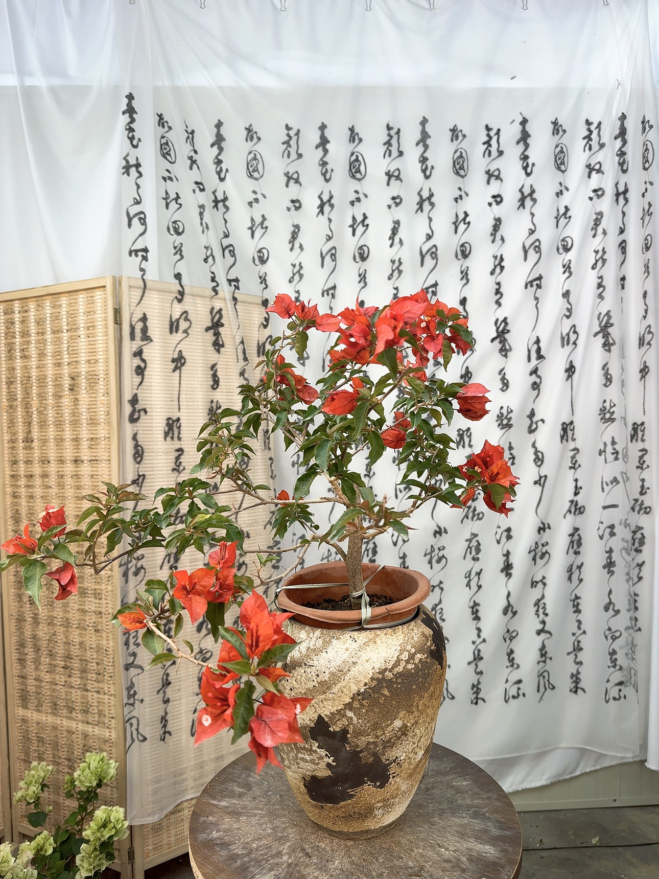 热火桑巴 三角梅四季勤花基地直发