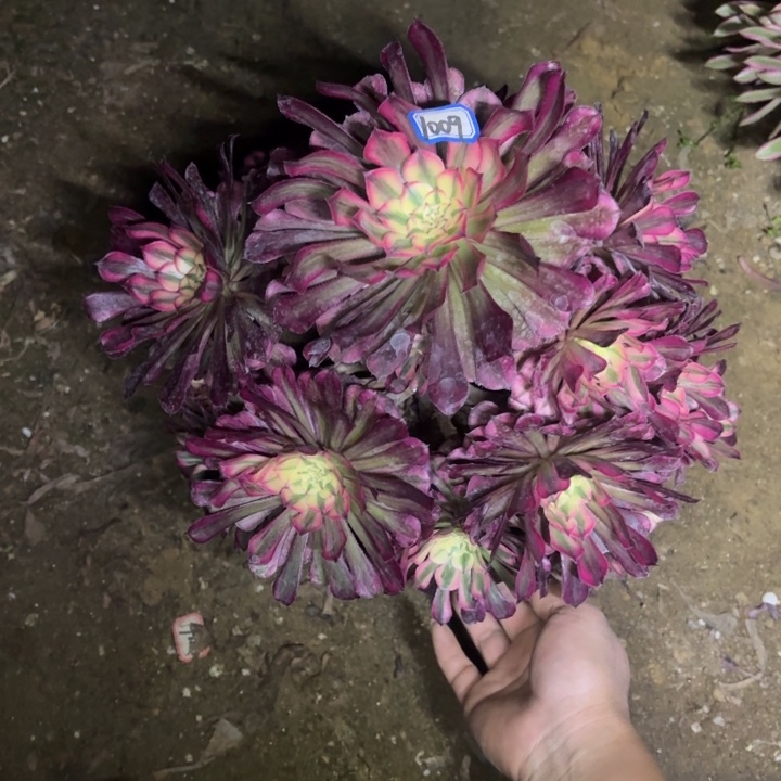 红铜超白1009一物一拍多肉