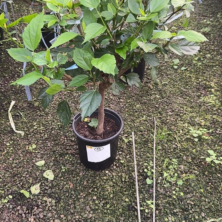 微***光完全开放丹麦木槿花