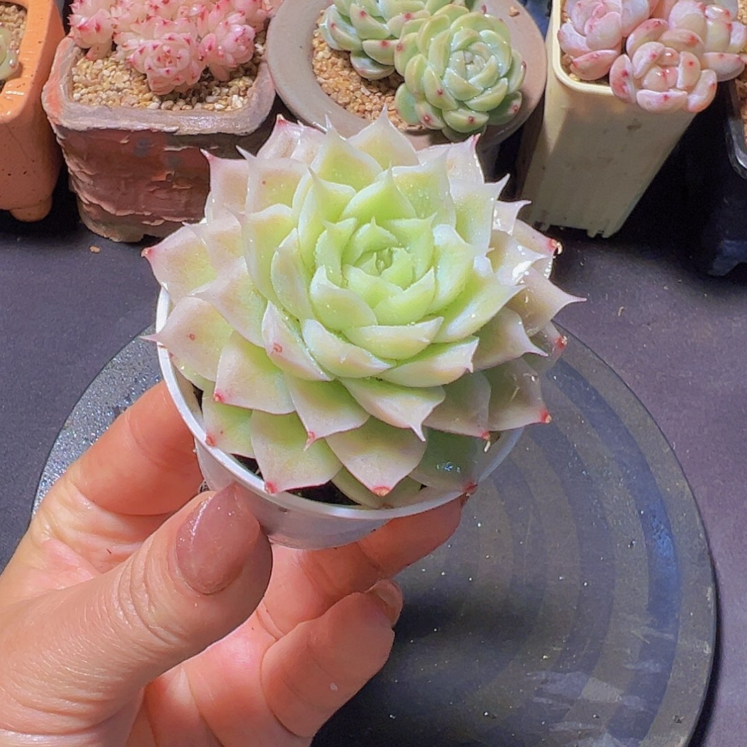 W****儿丝绒玫瑰，多肉植物